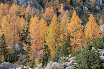 Shades of autumn, the larch forest