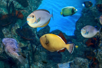 Fototapeta na wymiar Tropical multicolored fish in marine aquarium