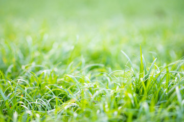 Grass and blur background green color