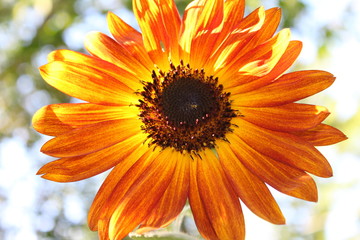 Beautiful orange and red sunflower 