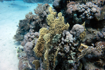 diving red sea