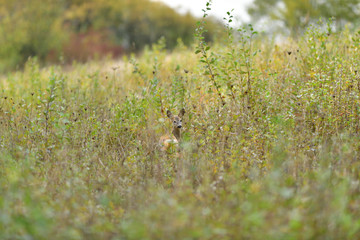 Doe deer hidden in high autumn grass camouflaged