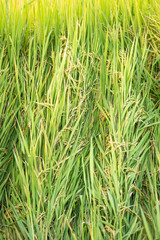 Rice in field conversion test at North Thailand,rice  growth nature,Grain green color