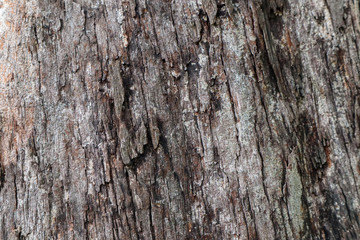 Texture of the brown bark of a tree.