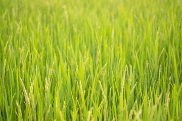 Fototapeta na wymiar green rice field in nature