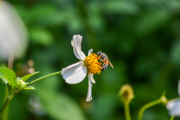 Bee feeding on the nectar of flowers