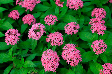 Purple flowers are in a park