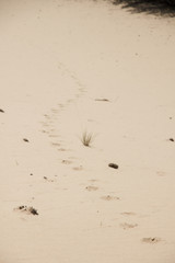 Animal footprints in the desert or beach sand. Vertical photo