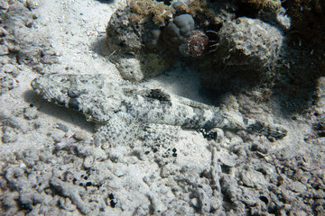 diving red sea
