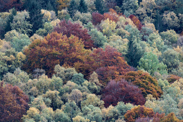 Show of the woodland, autumn leaves colors