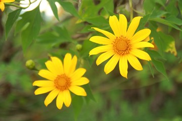 yellow flowers in the garden