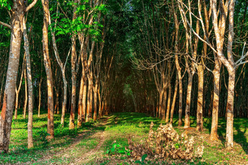 Para rubber tree, latex rubber plantation and tree rubber