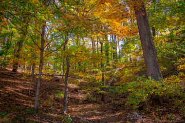A Sloped Area of Woods in a Forest on a Bright, Sunny Fall Day - with Green and Yellow Foliage in the Background