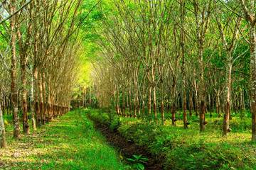 Latex rubber plantation or para rubber tree in southern Thailand