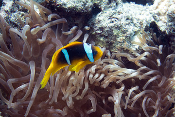 diving red sea