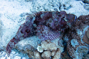 diving red sea
