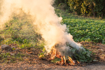 burn green bean leaves that are destroyed by pests