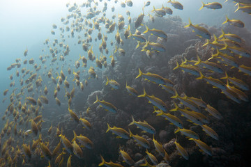 diving red sea