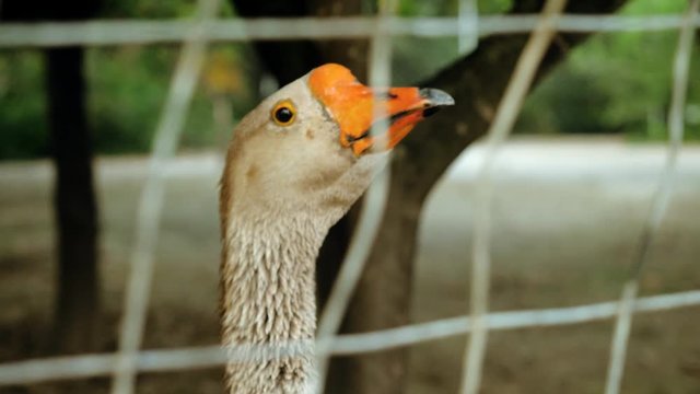 Farm animal. Close-up shot of a goose or gander behind a metal net. Greece. 4K