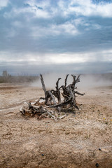 Fototapeta na wymiar Dead tree died by geyser power in Yellowstone