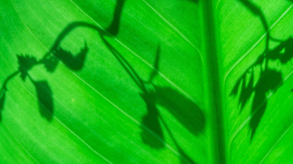 Green leaf with shadow of leaves nature
