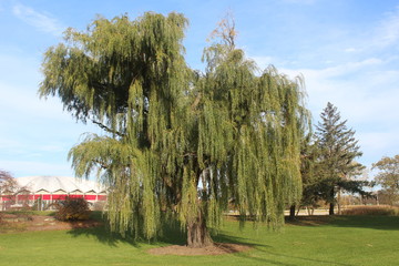palm trees in the park