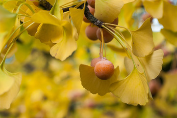Closeup of autumnal ginkgo biloba leaves with fruits in a public garden