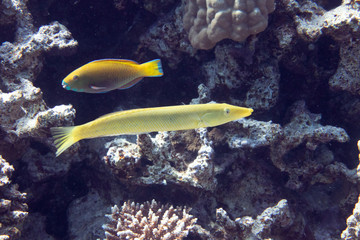 diving red sea