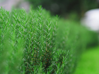 rosemary herb leafe and plant on plantation green background 