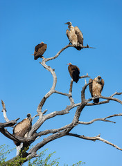 Vultures in a dead tree - Botswana