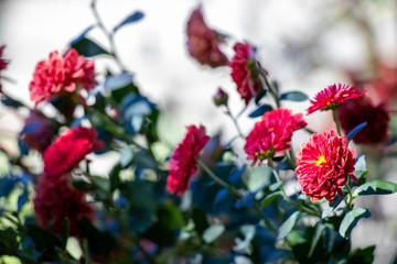 Red mums in an autumn garden in a dramatic mix of sun and shade.