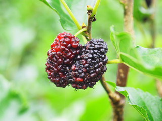 fresh mulberry on tree and leafe on season refesh day