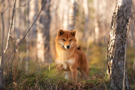 Beautiful and happy shiba inu dog standing in the forest at golden sunset. Adorable Red shiba inu female puppy in fall