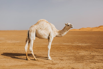 Beautiful white camel dromedary in the desert.