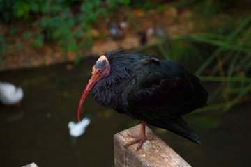 animal, background, bald, beautiful, beauty, bird, colorful, daytime, exotic, fauna, ibis, landscape, natural, nature, northern, outdoor, plank, reserve, scenic, summer, surface, tropical, view, water