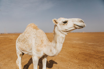 Happy face white camel dromedary in the desert.