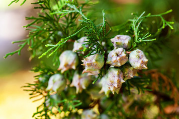 Phoenician Juniper