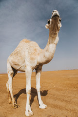 Beautiful white camel dromedary in the desert.