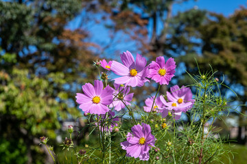 公園のコスモス