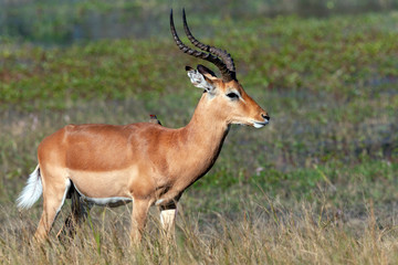 Naklejka na ściany i meble Red Lechwe Antelope - Okavango Delta - Botswana