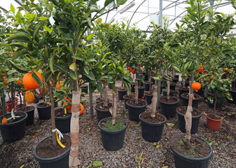 fruit trees with clementine and orange for sale