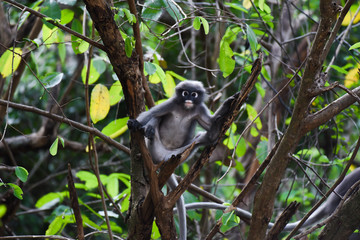 Dusky Langur on branch of tree.