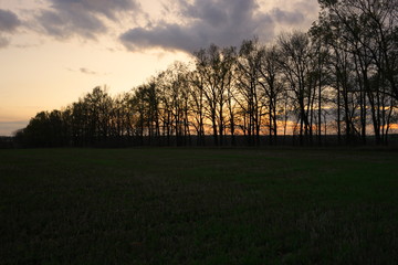 Fototapeta na wymiar red sunset over the trees