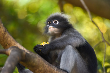 Dusky Langur is eating corn on branch of tree.