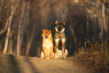 Cute and happy red shiba inu dog and shikoku dog sitting in the forest at sunset in fall