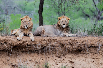 Lion male brotherhood resting on the dry riverbank of the Mkuze river in Zimanga Game Reserve in Kwa Zulu Natal in South Africa