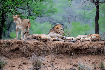 Lion family resting on the dry riverbank of the Mkuze river in Zimanga Game Reserve in Kwa Zulu Natal in South Africa