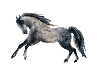 Cute watercolor horses on the white background © Татьяна Комцян