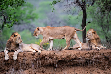 Lion family resting on the dry riverbank of the Mkuze river in Zimanga Game Reserve in Kwa Zulu Natal in South Africa