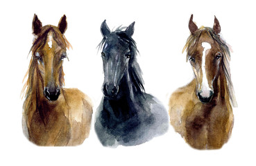 Cute watercolor horses on the white background © Татьяна Комцян